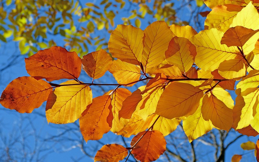 Turning a New Leaf: September